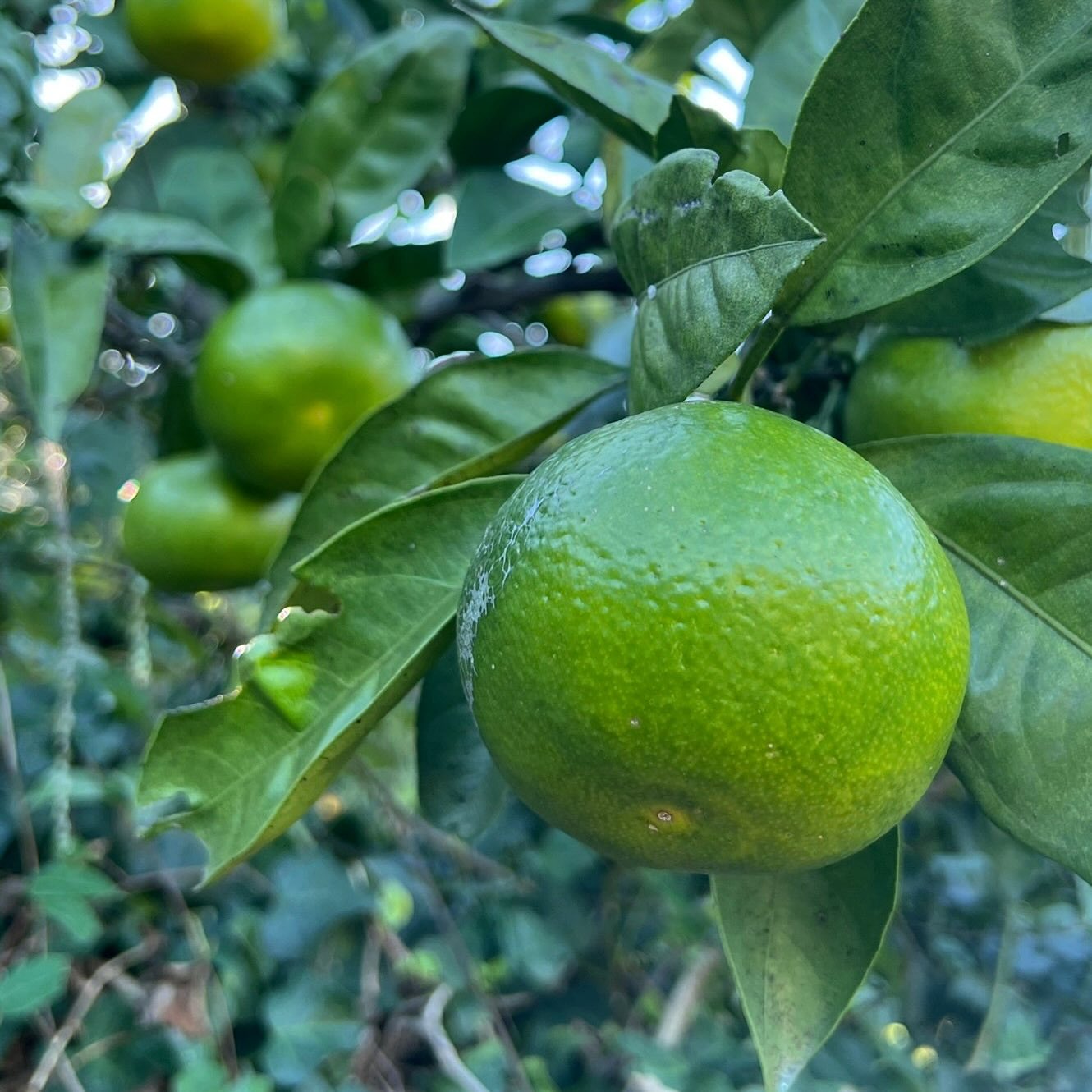 MIKAN グラノーラ