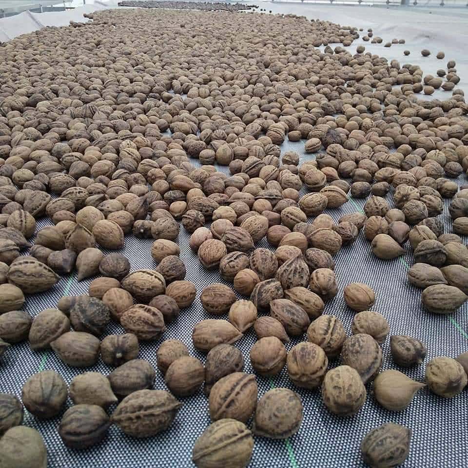 WAGURUMI TO MIKAN 100g