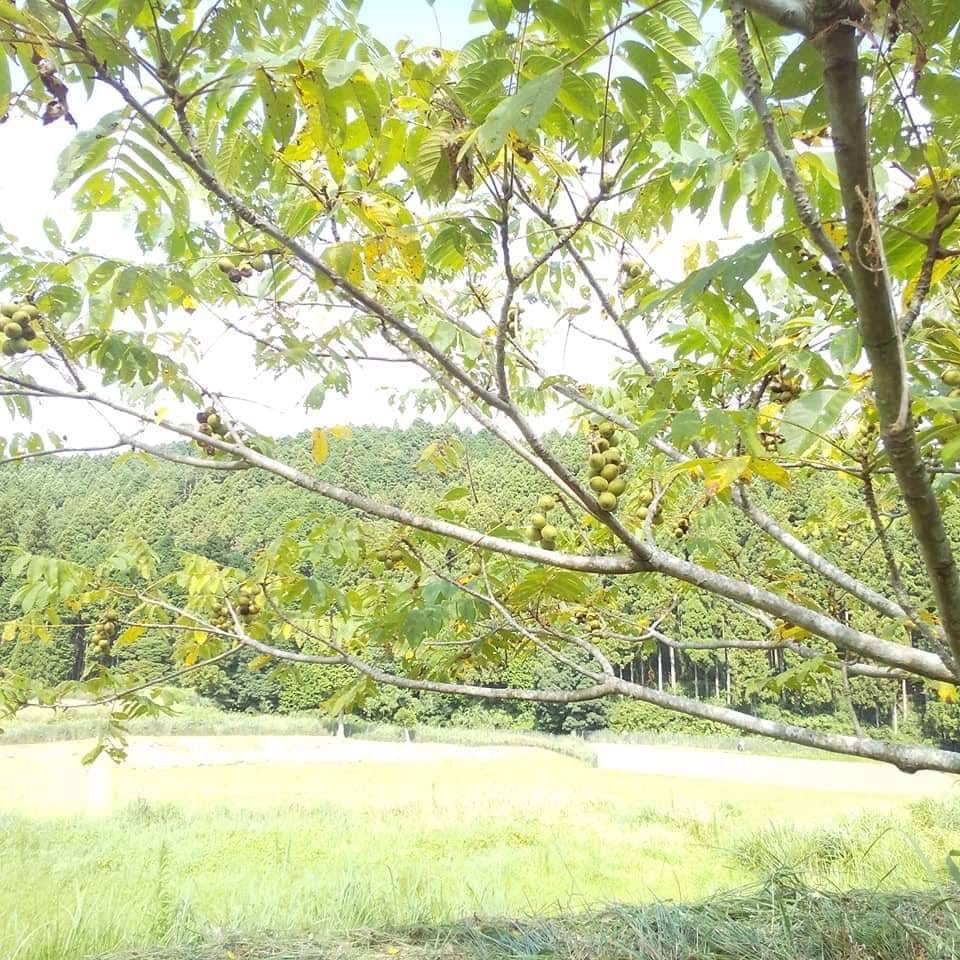 WAGURUMI TO MIKAN 100g