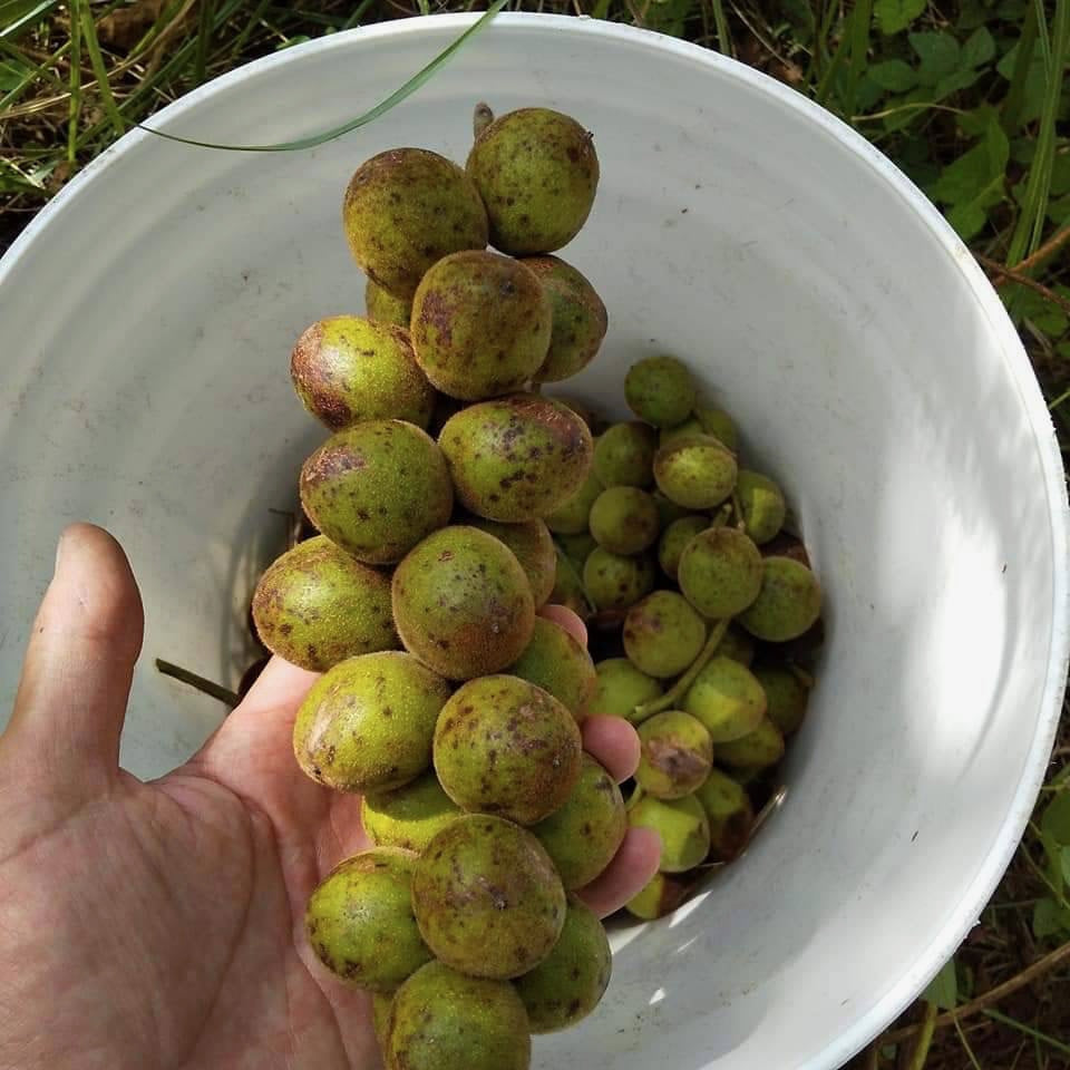 WAGURUMI TO MIKAN 100g